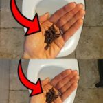 You’re Probably Making This Mistake Too! Never Leave Appliances Like Toasters or Coffee Makers Plugged in When You’re Not Using Them… There’s a Reason Why, and Most People Don’t Realize It!