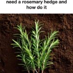 Repel Aphids in Just 3 Minutes with Zero Efforts: Here’s How It Works!