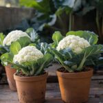 Wood Ash in Gardening: A Valuable Resource You May Be Overlooking