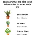 15 Low Maintenance Plants for Beginners That Are Hard to Kill & How Often to Water Each One