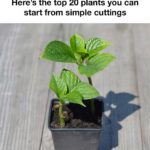Brilliant Ways to Reuse Empty Pill Bottles: How One Lady Found Creative Solutions for Repurposing