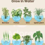 Dive into Hydro-Herbs: 7 Aromatic Wonders You Can Grow in Water