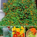 Wood Ash in Gardening: A Valuable Resource You May Be Overlooking