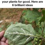 How to Use Garlic to Get Rid of Pests: Mice, Flies, Lice, Cockroaches, Lizards, Mosquitoes, and Kitchen Cockroaches