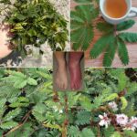 Why Use a Cucumber Trellis? The Ultimate Guide to Growing Cucumbers Vertically