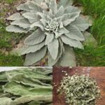 Say Goodbye to Joint Pain, Arthritis, and Rheumatism in Just 3 Days! Discover the Powerful Clove and Garlic Formula