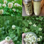 Guava, Oregano, and Bay Leaves: The Healing Leaves Used in Traditional Medicine for Centuries