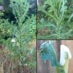How to Grow an Avocado from a Pit: The Easy and Proven Method for a Thriving Avocado Tree at Home