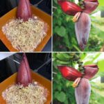 The Seed That Transformed Health: A Natural Remedy for Cancer, Diabetes, Hypertension & Poor Circulation