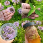 Never Plant Your Potatoes Without This — A Sure Way to Double Your Harvest 🥔🌿