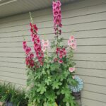 Stop Throwing Away Empty Toilet Rolls: 7 Smart Reuses for Your Garden