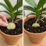 Just 1 Thin Slice per Week! How This Natural Trick Boosts Orchid Flower Branches by 500% and Makes Leaves Shine Like Never Before