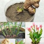 Are Your Hydrangeas Dying Off Fast? Most Get This Wrong—Here’s How to Revive Them