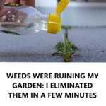 Clean Your Mattress from Bed Bugs: An Easy Guide for a Peaceful Sleep