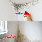 Clean Your Mattress from Bed Bugs: An Easy Guide for a Peaceful Sleep