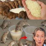 Who Knew? If You Have 1 Egg and Yogurt, You Can Make This Irresistible Dessert in 5 Minutes – No Oven, No Yeast!