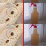 From Chaos to Calm: How I Transformed My Weedy Garden in Just 2 Minutes With a Free, Powerful Trick