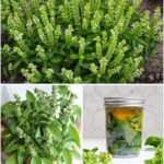 Never Plant Potatoes Without This: A Sure Way to Double the Yield