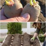 If Your Basil Has Flowers on the Tips, Don’t Throw Them Away: Most People Don’t Know How Important They Are