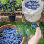 Everybody Loves Figs—But Most People Don’t Realize How Important Their Leaves Are… Full Guide