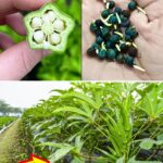 The Hidden Washing Machine Button That Can Save You Up to 65% on Electricity: Unlocking the Power of Eco Mode