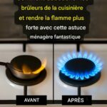 Euphorbia hirta: The Plant with Precious Powers