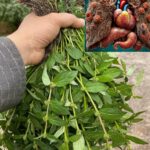 Top 3 Simple and Affordable Remedies Against Cavities Using Guava Leaves