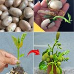 In 1979 He Adopted Nine African‑American Girls No One Wanted — 46 Years Later, What They’ve Become Will Leave You Speechless