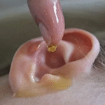 The Build‑Up: Setting the Scene