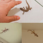 Insert Aluminum Foil Balls with Laundry: A Useful Trick You Definitely Didn’t Know