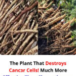 Ultra-Soft Cloud-Like Cake ☁️