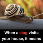 The Ultimate Guide to Effortlessly Cleaning Cast Iron Stovetop Grates