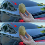 What You See First Reveals Something Important About Your Personality: The Cloud or the Fish Optical Illusion