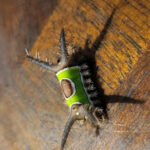 How Many Dots Do You See?