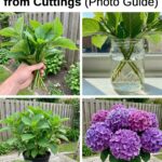 Chayote Juice: The Natural Drink That May Help Detox Your Body, Support Heart Health, and Boost Weight Balance