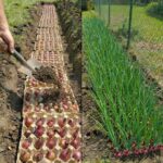 Festive Chick Deviled Egg Potato Salad: A Creative Culinary Centerpiece for Celebrations