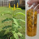 The Cup You Think Will Fill First Reveals If You’re a Narcissist: The Psychology Behind Visual Puzzles, Ego, and Human Decision-Making