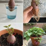 Rosemary: The “Natural Morphine” Myth Explained — A Deep Exploration of Its True Healing Power for Pain, Brain Health, Digestion, and Hormonal Balance