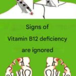 Chayote Juice: The Natural Drink That May Help Detox Your Body, Support Heart Health, and Boost Weight Balance