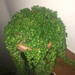 Oven-Baked Caramelized Crispy Chicken: The Ultimate Guide to a Flavorful, Healthy, and Irresistible Dish