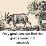 The “Deadliest Food in the World”: Understanding Cassava, Its Hidden Risks, and Why Millions Still Depend on It